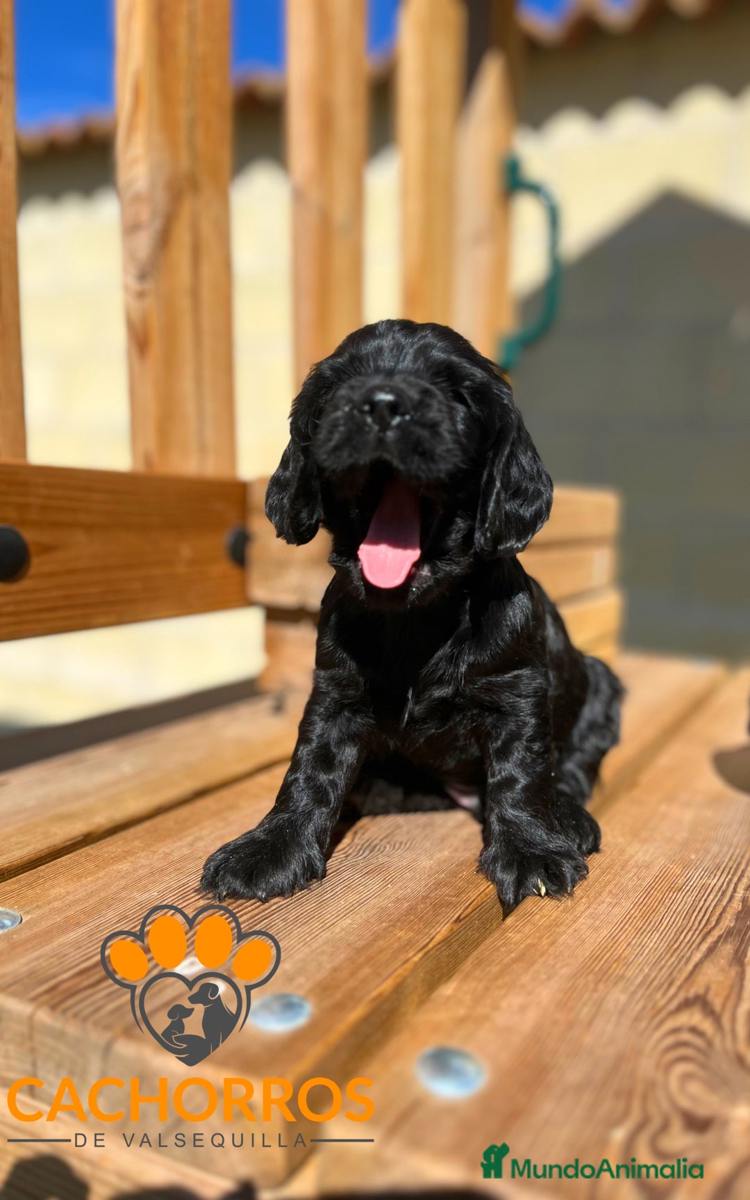 Cocker Spaniel Inglés perros en venta: Cocker negro - Imagen 1