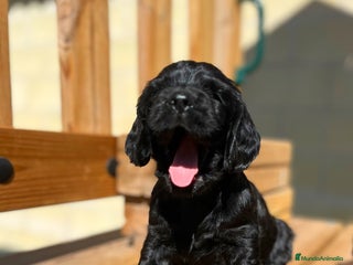 Cocker Spaniel Inglés perros - Anuncio 5