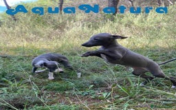 Pequeño Lebrel Italiano perros en venta: Lebrel Italiano Hembra 3 AQUANATURA - Imagen 6