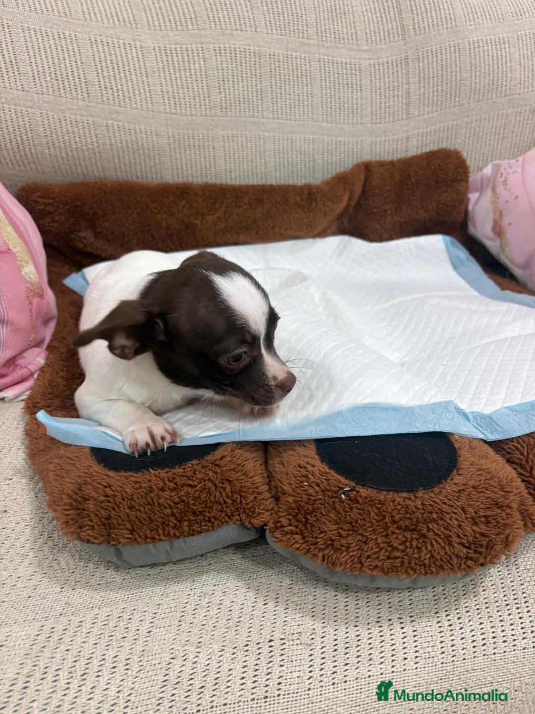 Chihuahua perros en venta: Chihuahua hembra - Anuncio 4