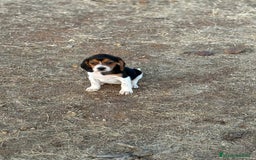 Beagle perros en venta: Beagle  - Imagen 2