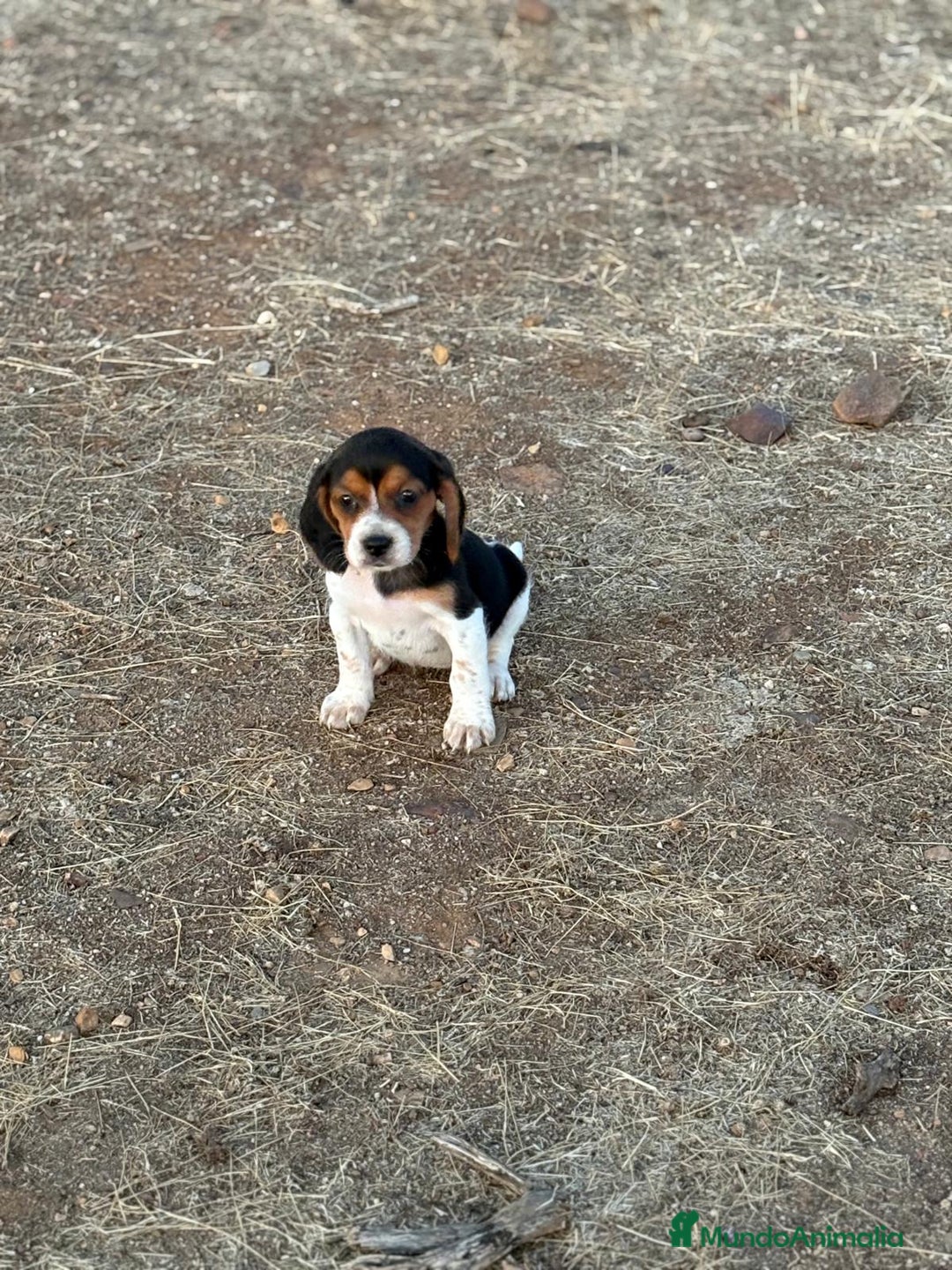 Beagle perros en venta: Beagle  - Imagen 2