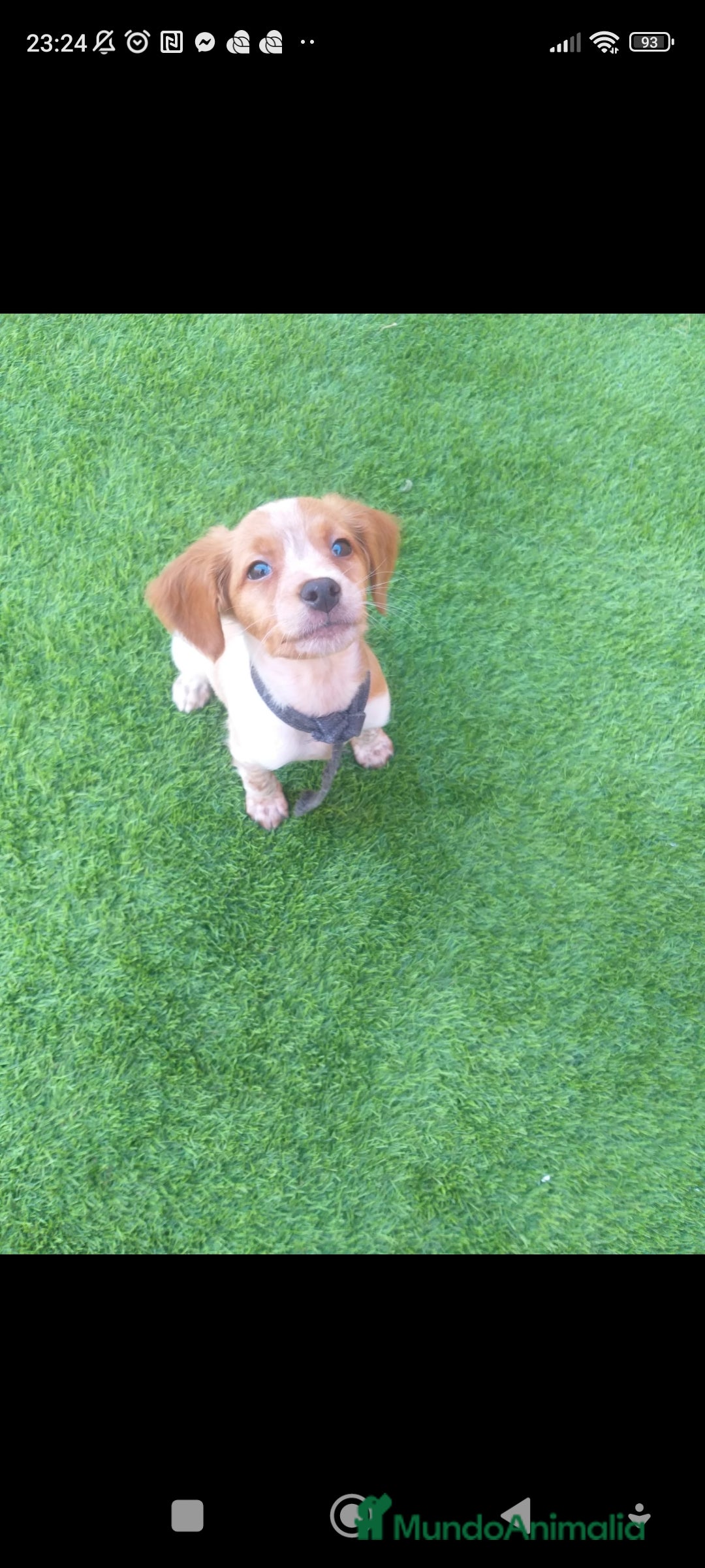 Épagneul Breton perros Cachorro Breton - Anuncio 1