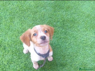 Épagneul Breton perros Cachorro Breton - Anuncio 1