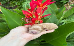 Maltipoo perros en venta: Maltipoo Hembra toy para reservar !! - Imagen 2