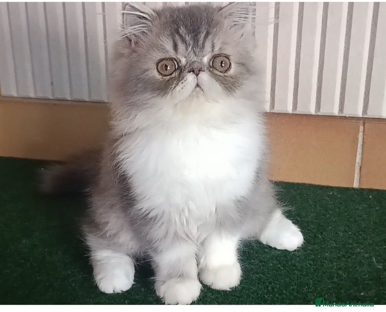 Persa gatos Machito Persa Puro - Anuncio 2