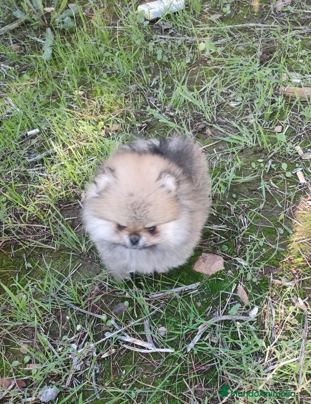 Pomerania perros en venta: POMERANIA EN MINIATURA - Anuncio 4