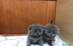 Británico de Pelo Corto gatos en venta: British shorthair  - Imagen 3