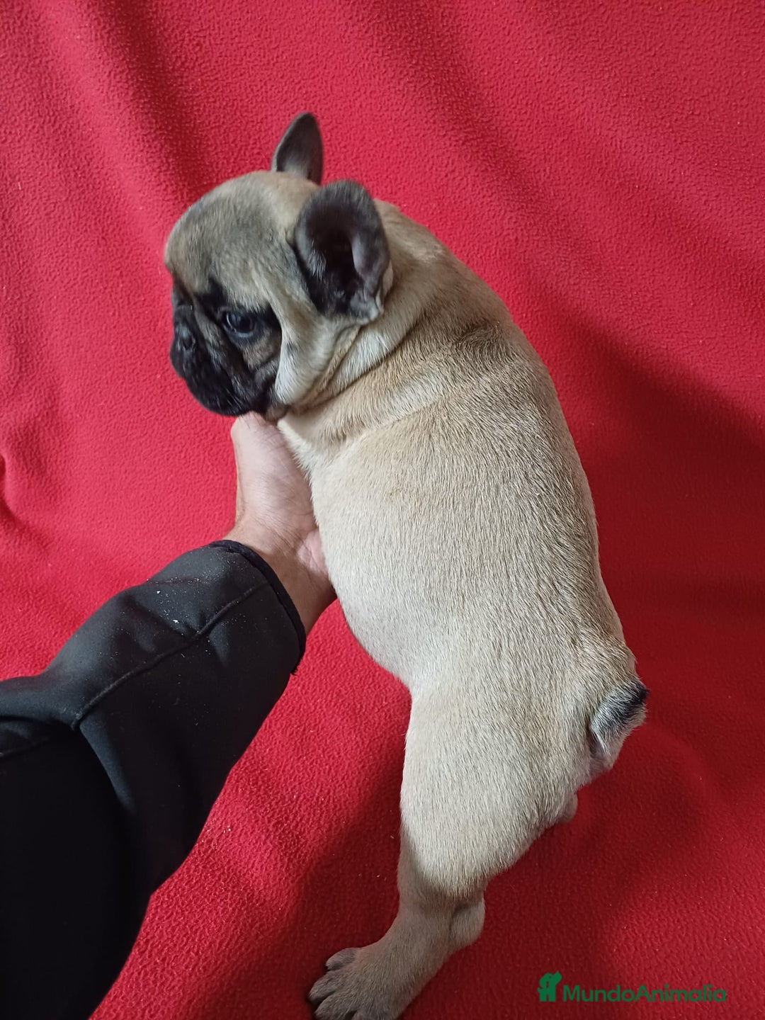 Bulldog Francés perros en venta: Bulldog Francés  - Anuncio 4