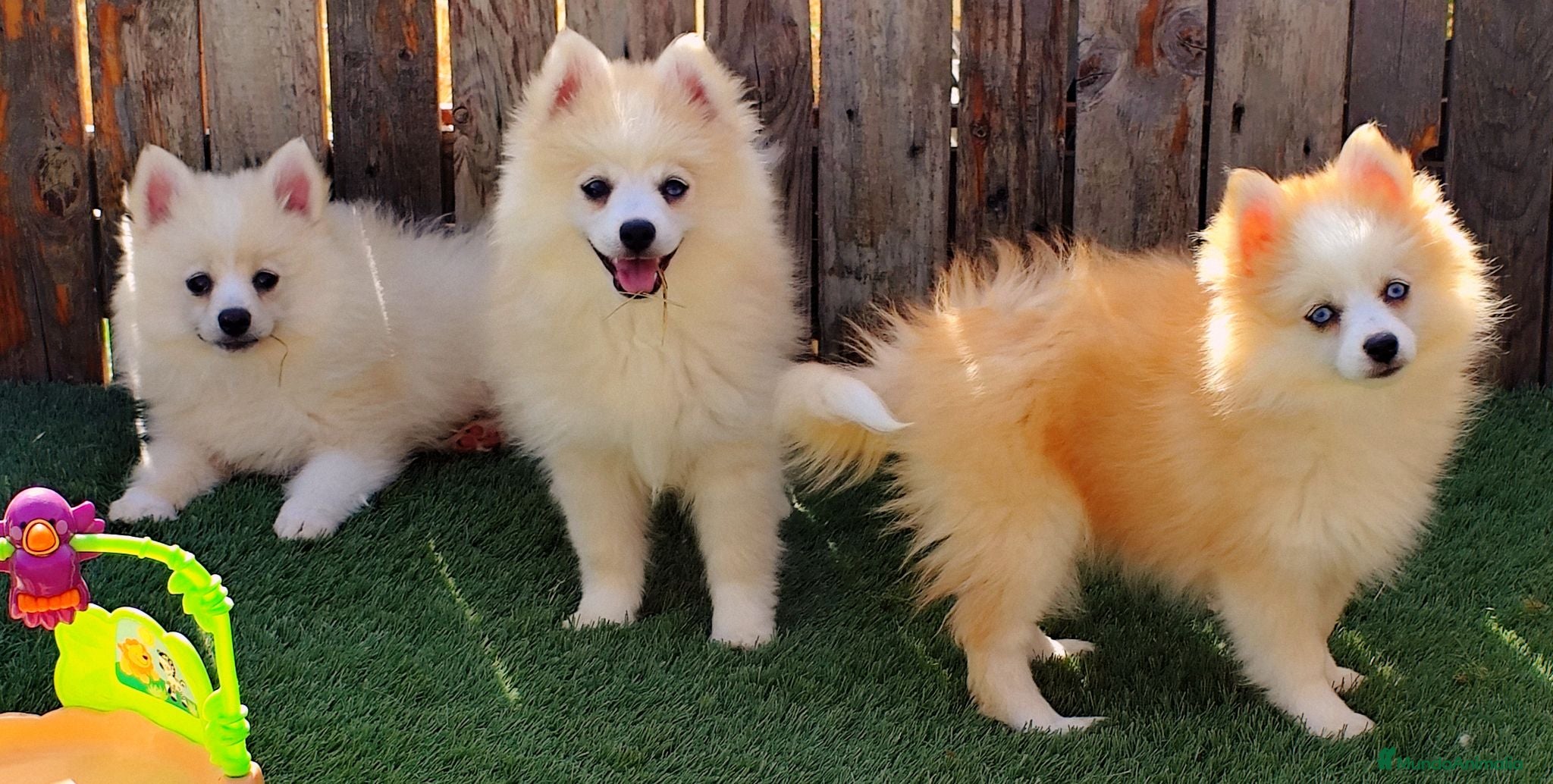 Raza Mixta perros Borderpom ( minibordercollie) - Anuncio 3