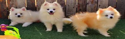Raza Mixta perros en venta: Borderpom ( minibordercollie) - Anuncio 1