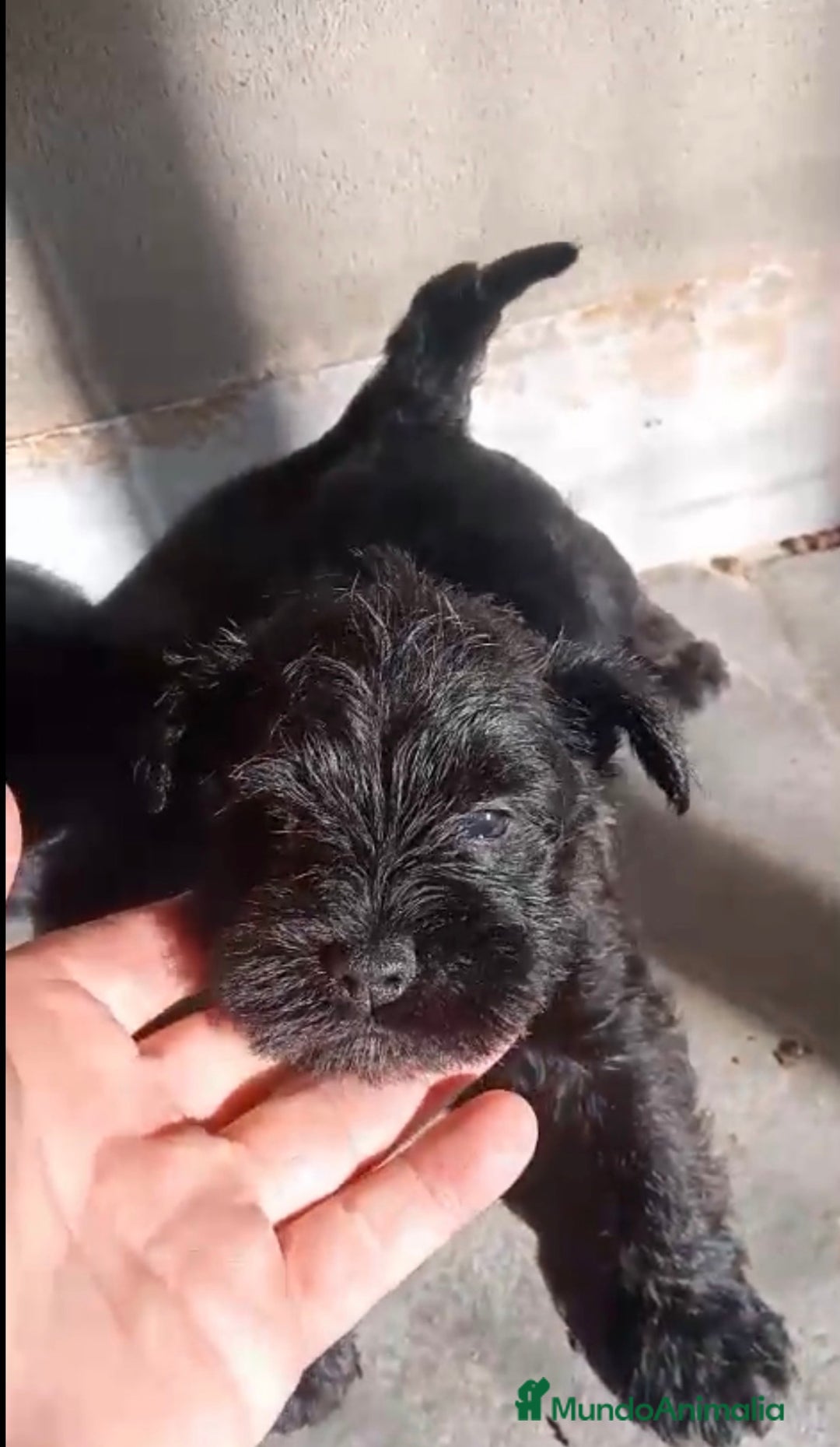 Schnauzer Miniatura perros en venta: Cachorros de Schnauzer miniatura negros  - Anuncio 5