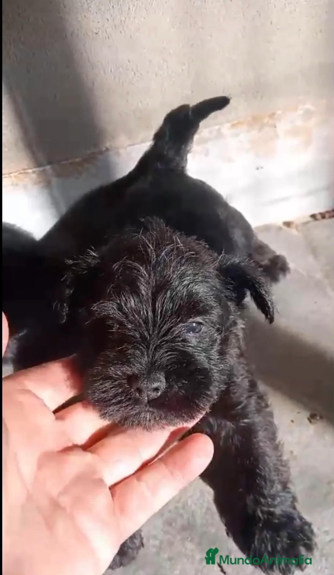 Schnauzer Miniatura perros en venta: Cachorros de Schnauzer miniatura negros  - Anuncio 5
