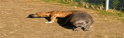 American Pit Bull Terrier perros en venta: American pitbull terrier  - Anuncio 2