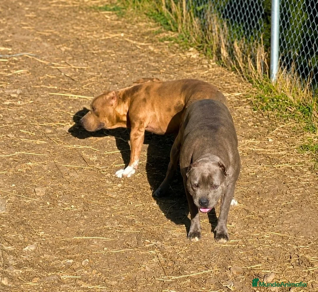 American Pit Bull Terrier perros en venta: American pitbull terrier  - Anuncio 2
