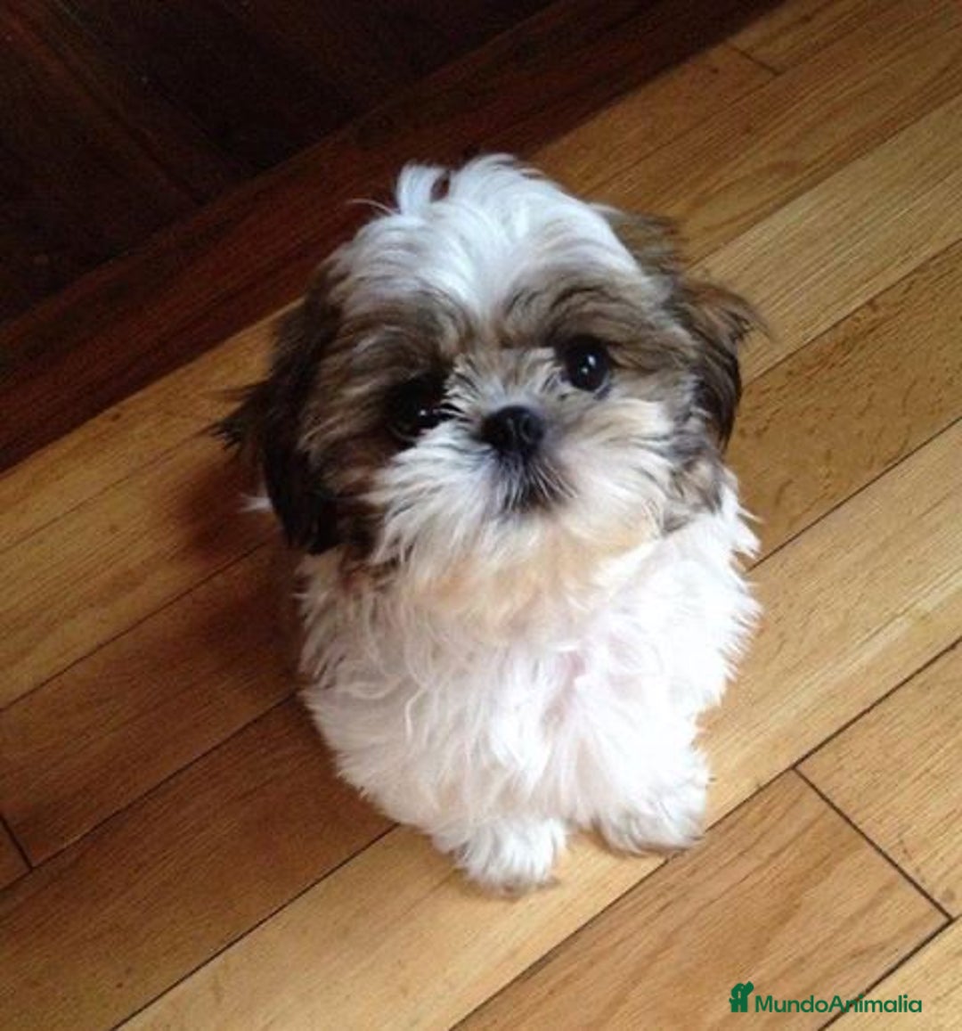 Shih Tzu perros en venta: Cachorros Shih Tzu  - Imagen 6