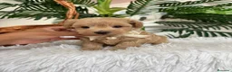 Maltipoo perros en venta: MALTIPOO MACHOS  - Anuncio 9