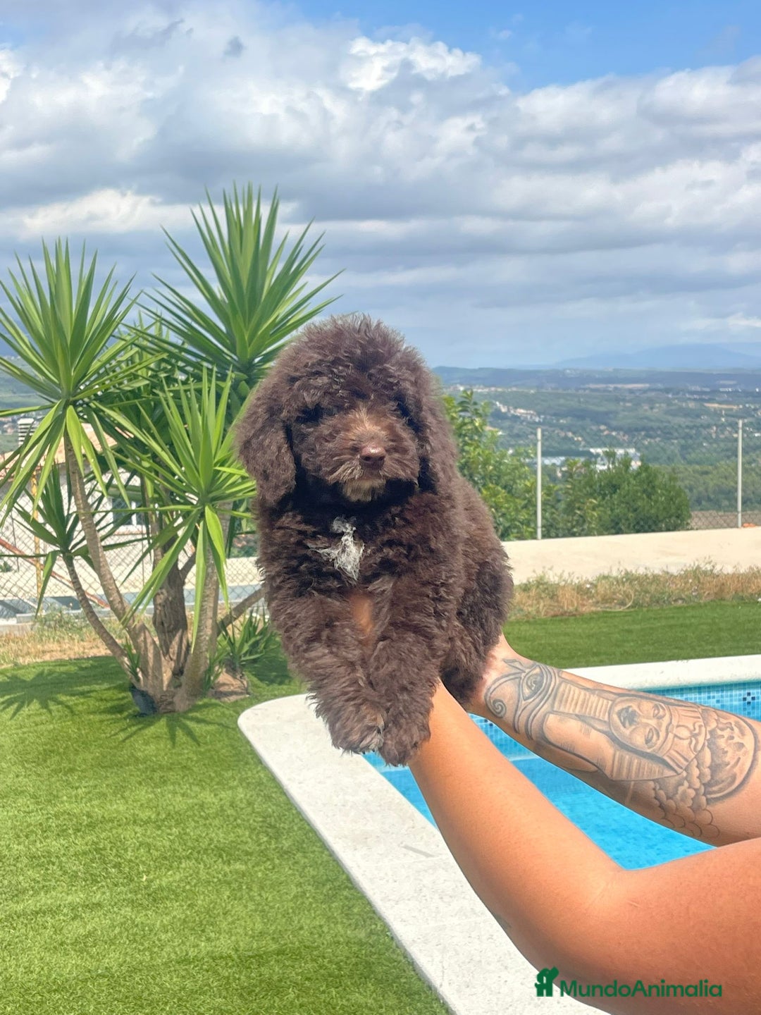 Perro de Agua Español perros en venta: Perro de agua español  - Anuncio 1