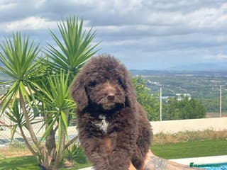 Perro de Agua Español perros Perro de agua español - Anuncio 3