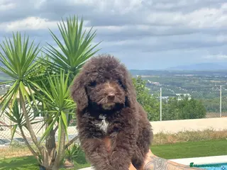 Perro de Agua Español perros Perro de agua español - Anuncio 11