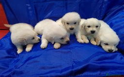 Golden Retriever perros en venta: 2 Últimos cachorro de Golden Macho disponible - Imagen 2
