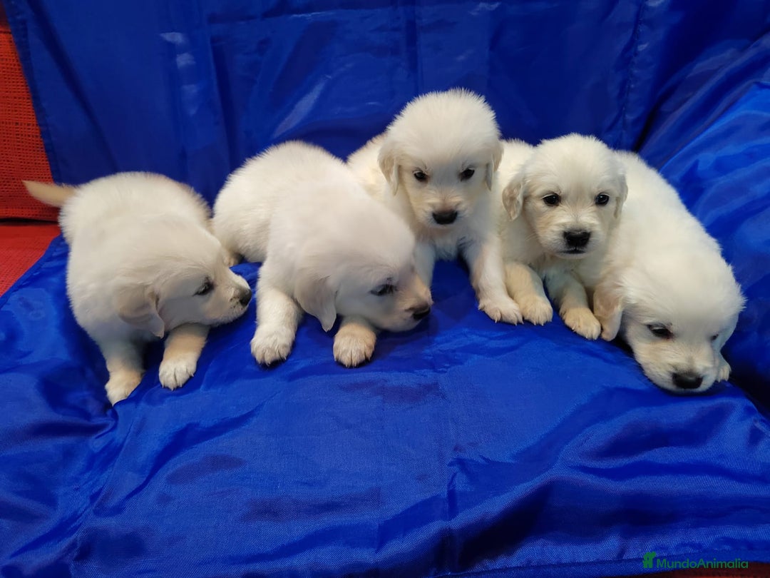 Golden Retriever perros en venta: 2 Últimos cachorro de Golden Macho disponible - Imagen 2
