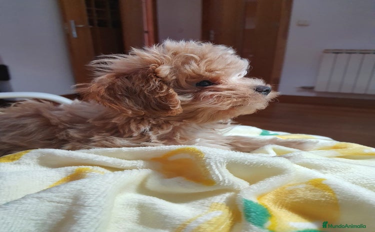Maltipoo perros - Propaganda 1