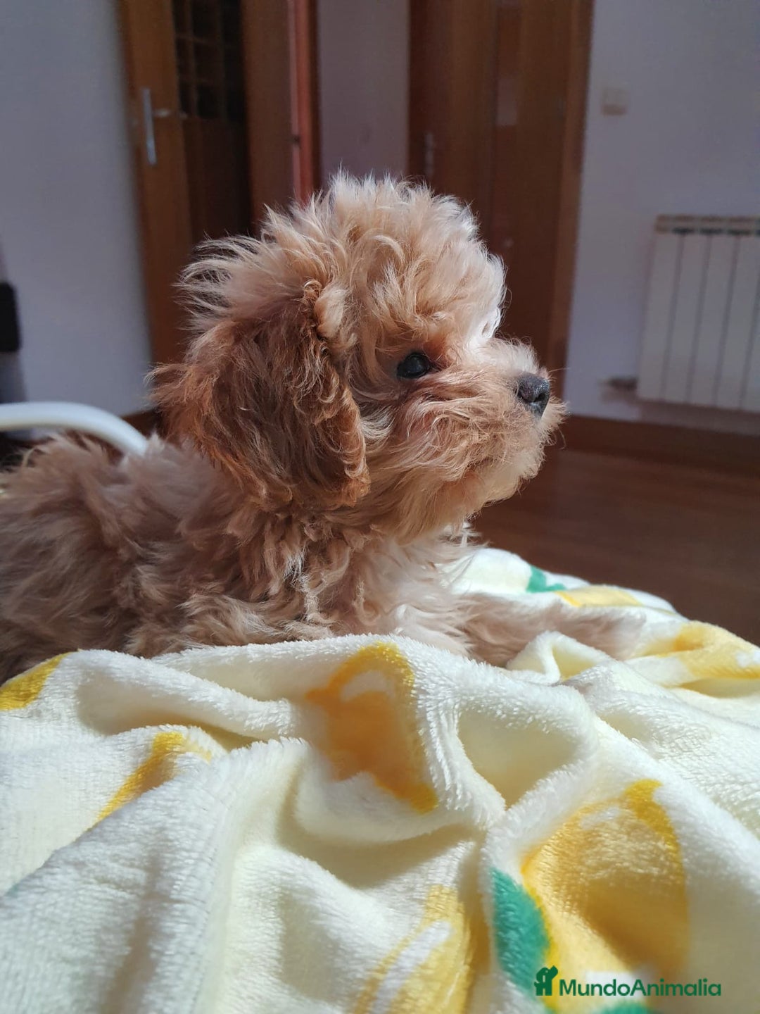 Maltipoo perros en venta: Maltipoo toy  - Imagen 1