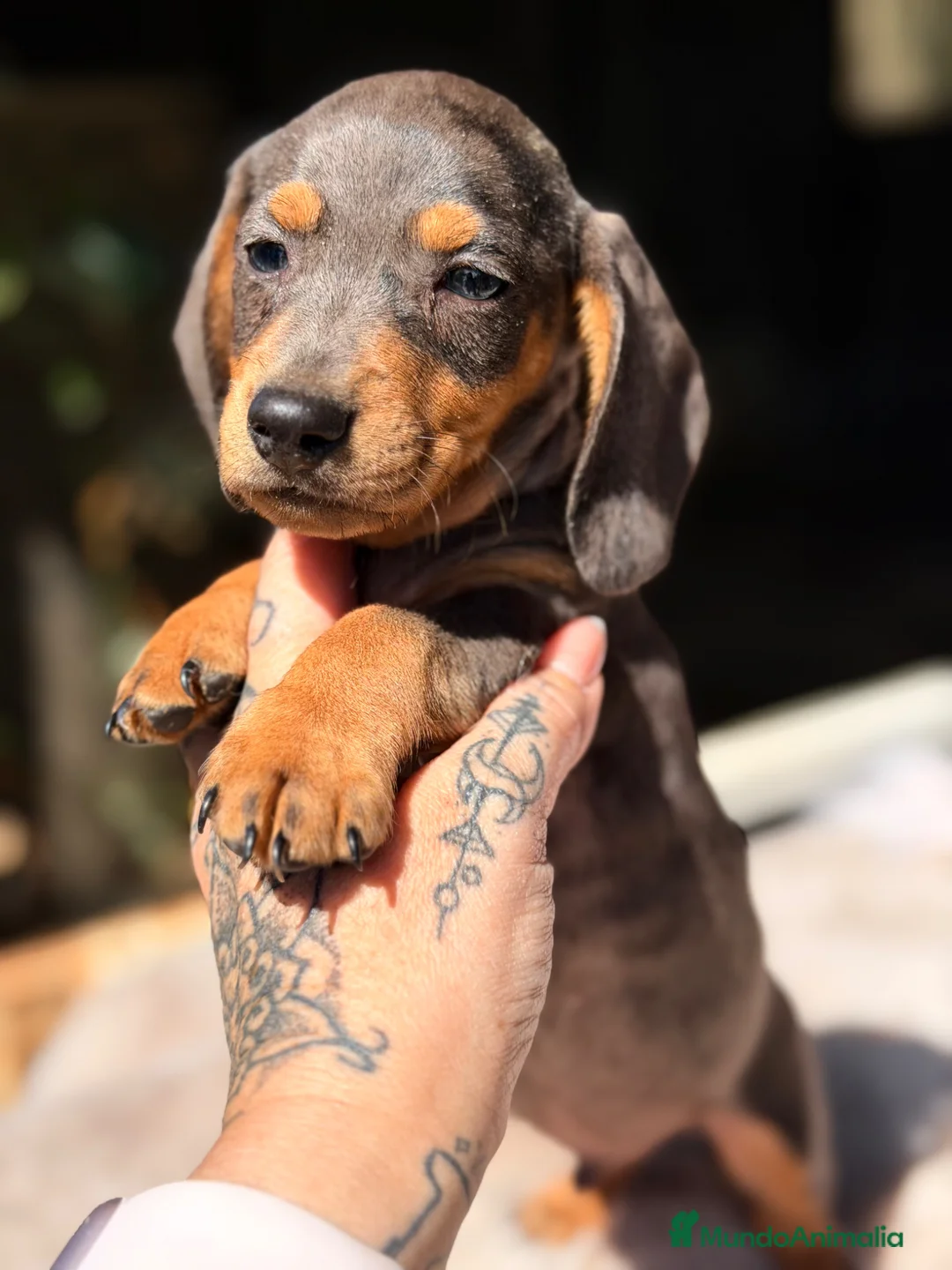 Teckel Miniatura perros en venta: Teckel Arlequin bronce  - Anuncio 2