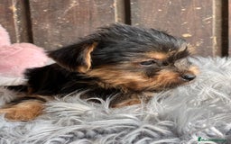 Yorkshire Terrier perros en venta: Yorkshire  - Imagen 3