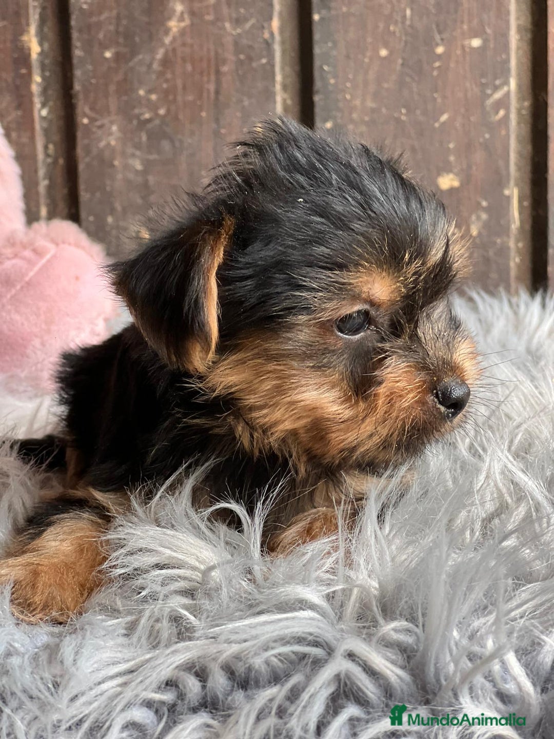Yorkshire Terrier perros en venta: Yorkshire  - Imagen 3