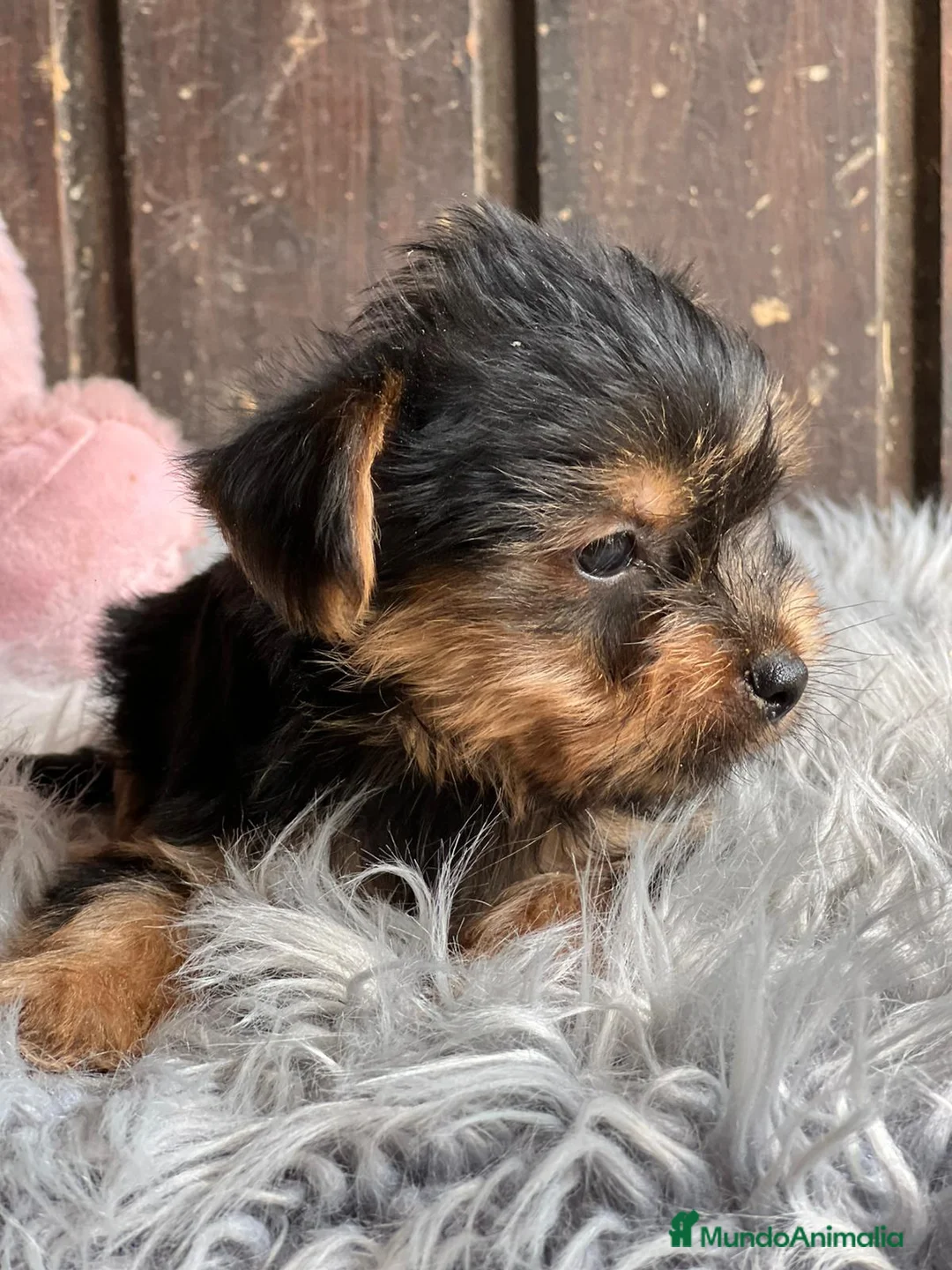 Yorkshire Terrier perros en venta: Yorkshire terrier - Anuncio 3