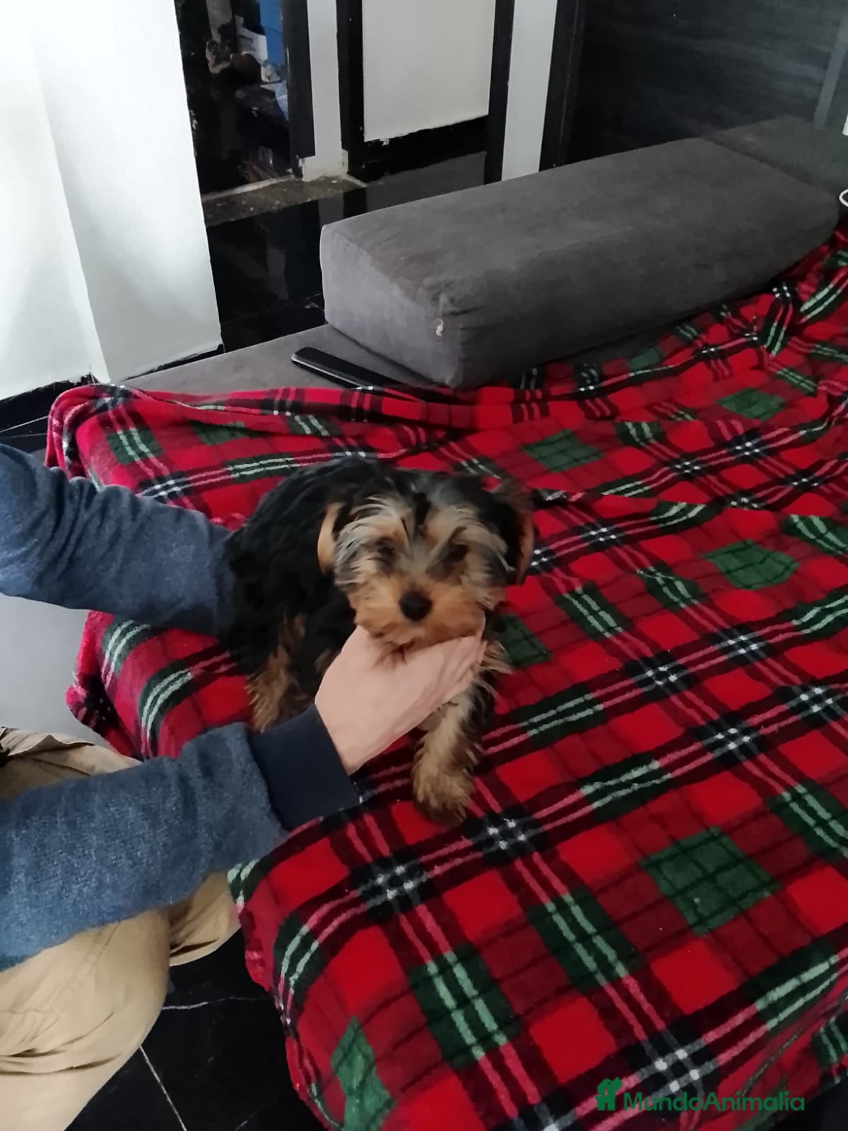 Yorkshire Terrier perros Yorkshire  - Anuncio 2