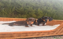 Teckel Miniatura perros en venta: camada de teckel - Imagen 7