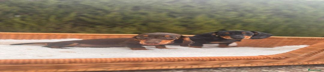 Teckel Miniatura Cachorro 7