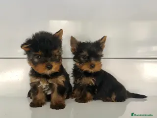 Yorkshire Terrier perros Yorkshire toy - Anuncio 1