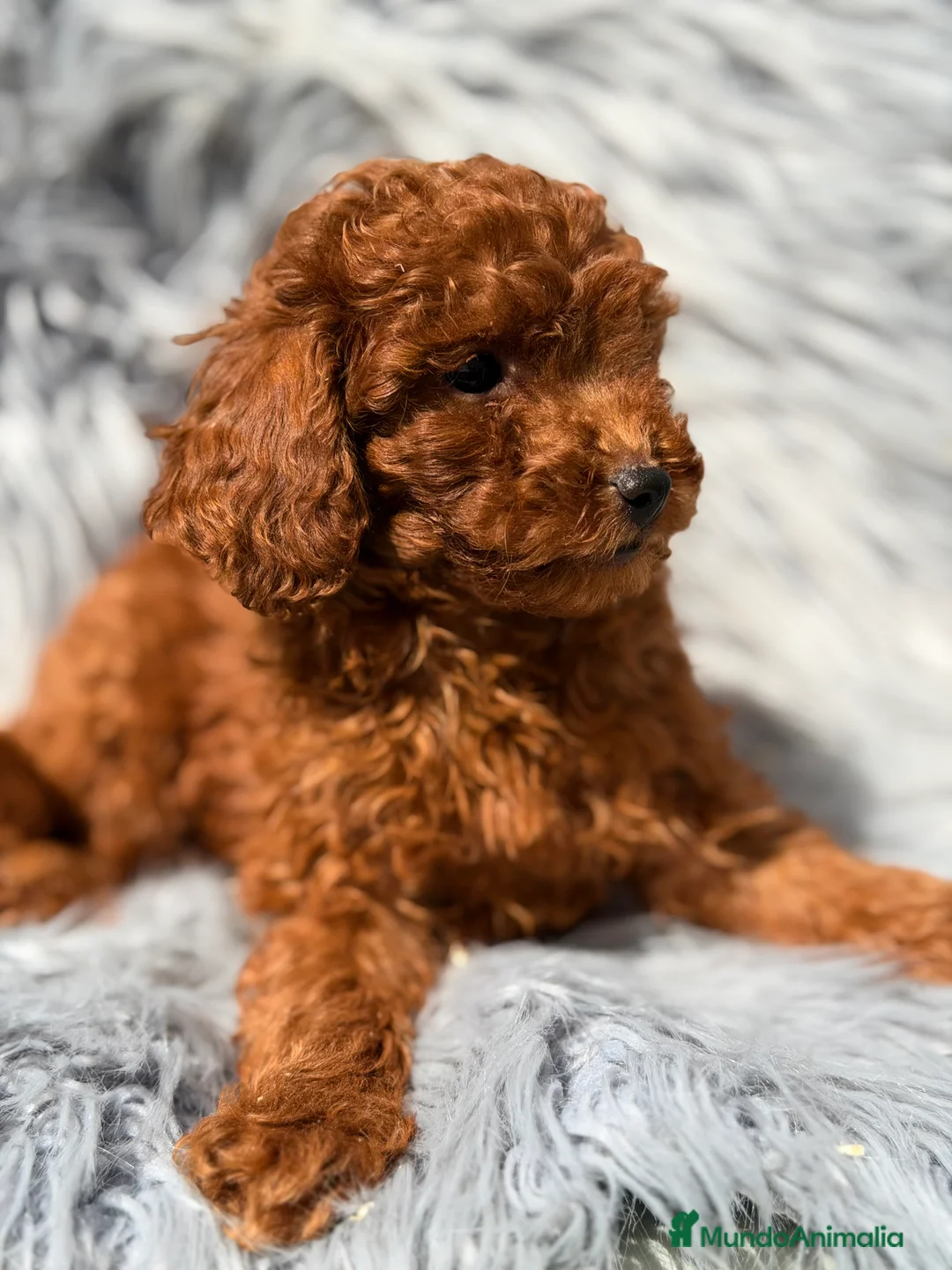 Caniche Toy perros en venta: Caniche Toy rojo  - Anuncio 2