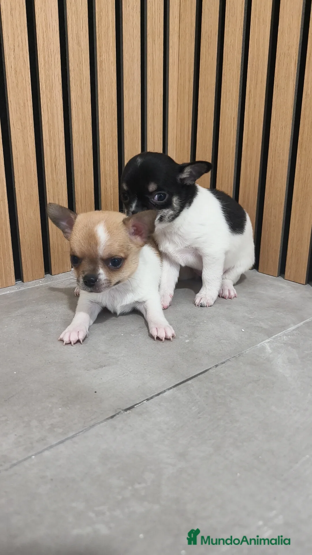 Chihuahua perros en venta: Chihuahua Toy  - Anuncio 7