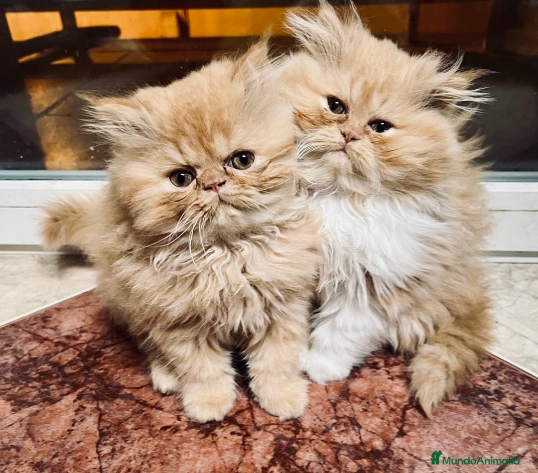 Persa gatos en venta: Preciosos gatitos criados a casa - Anuncio 5