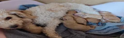 Caniche Toy perros en venta: Nueva camada Prao Toro  - Anuncio 14