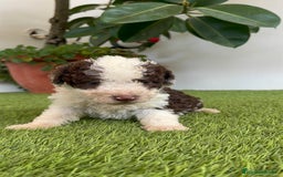Perro de Agua Español perros en venta: PERRO DE AGUA ESPAÑOL MACHO - Imagen 4