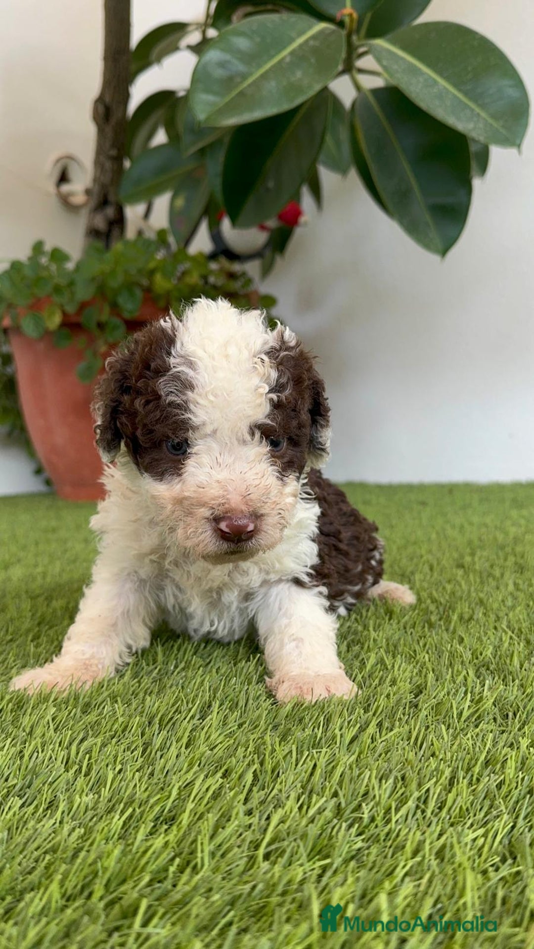 Perro de Agua Español perros en venta: PERRO DE AGUA ESPAÑOL MACHO - Imagen 4