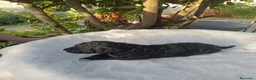 Perro de Agua Español perros en venta: Perro de agua  - Anuncio 4