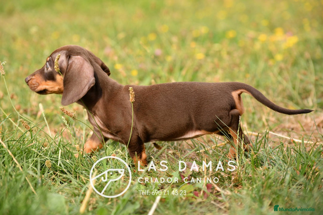 Teckel perros en venta: Teckel 🌭 Pequeños de patas, grandes de alma - Imagen 9
