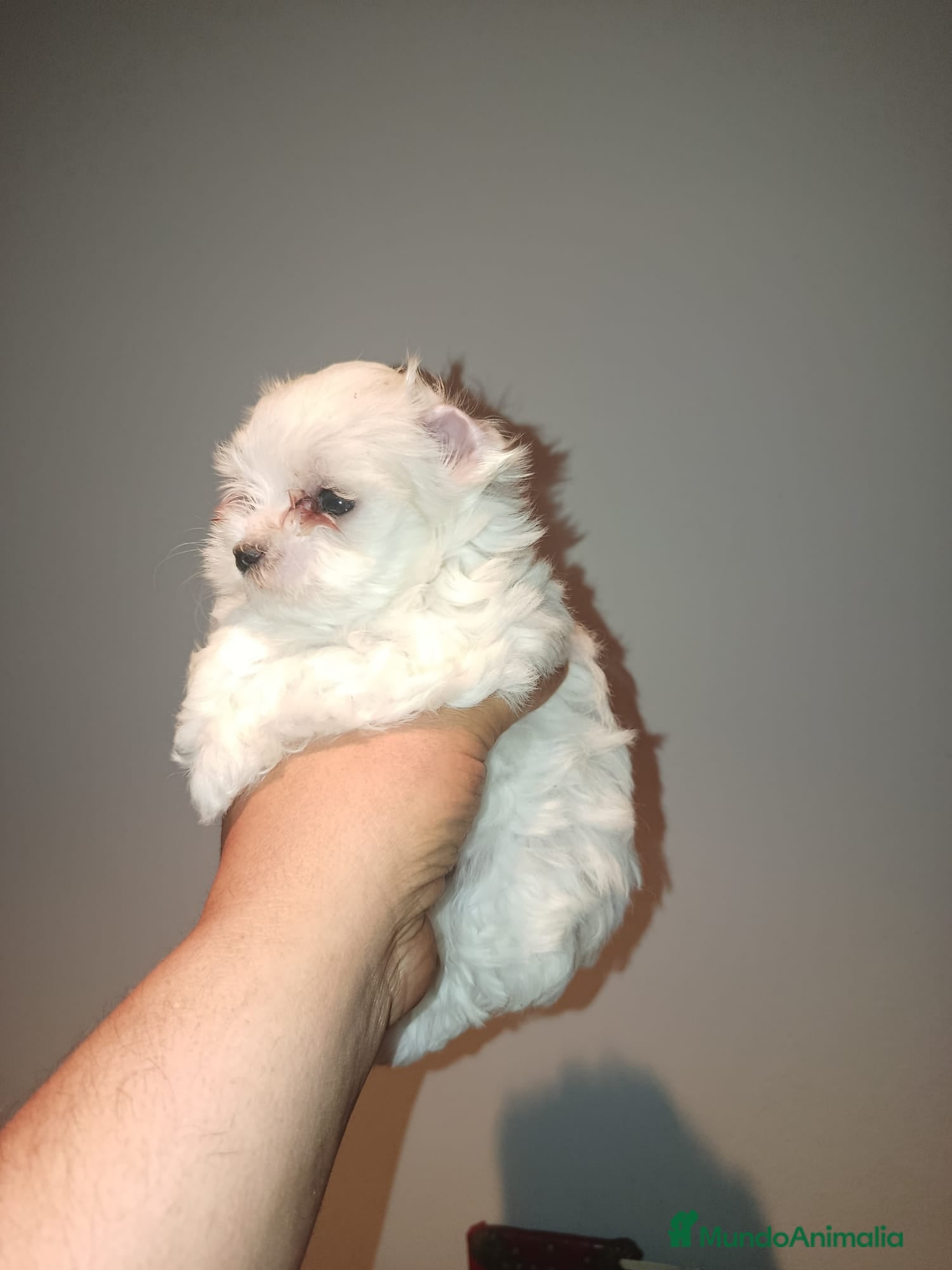 Bichón Maltés perros Bichon maltés  - Anuncio 1
