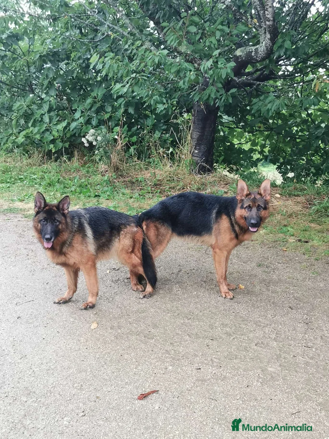 Pastor Alemán perros en venta: Hembras adultas pastor alemán  en Pontevedra - Anuncio 2