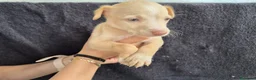 Podenco Andaluz perros en venta: Cachorros podenco andaluz puro - Anuncio 11