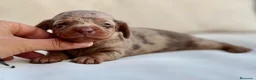 Teckel Miniatura perros en venta: PRECIOSA HEMBRITA ARLEQUÍN CHOCOLATE - Anuncio 4