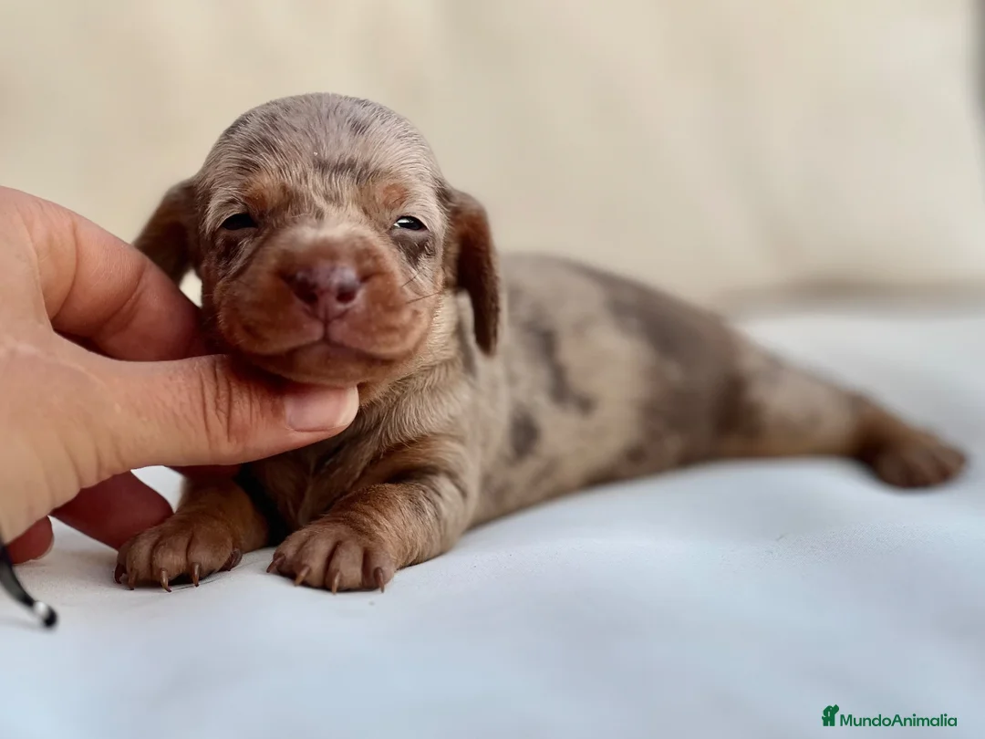 Teckel Miniatura perros en venta: PRECIOSA HEMBRITA ARLEQUÍN CHOCOLATE - Anuncio 4