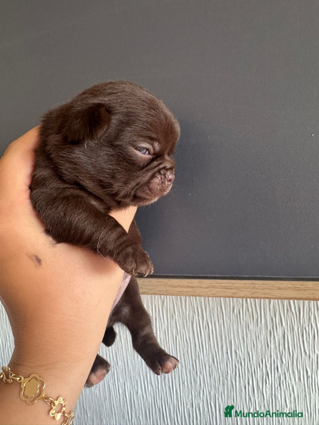 Chihuahua perros en venta: Chihuahua toy colores exóticos pelo largo y corto  - Imagen 6